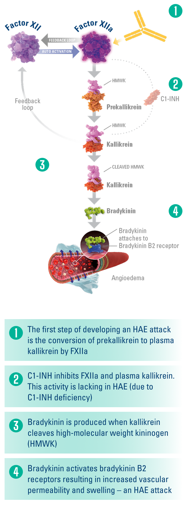 Image of simplified HAE biochemical pathway Image of simplified HAE biochemical pathway