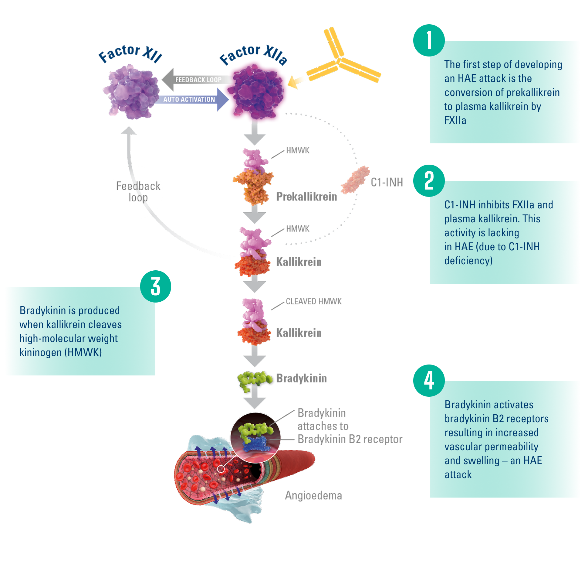 Image of simplified HAE biochemical pathway Image of simplified HAE biochemical pathway